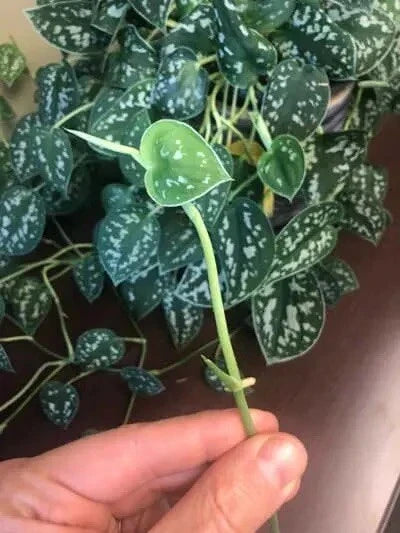 Unrooted Scindapsus Pictus Cuttings – Rare Silver Pothos Houseplant Propagation 5 Leaves/1 Node