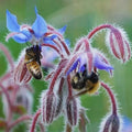 Borage Seeds - Heirloom Non-GMO Edible Flowers & Leaves - Borago officinalis - Culinary & Ornamental Garden Plant