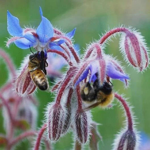 Borage Seeds - Heirloom Non-GMO Edible Flowers & Leaves - Borago officinalis - Culinary & Ornamental Garden Plant