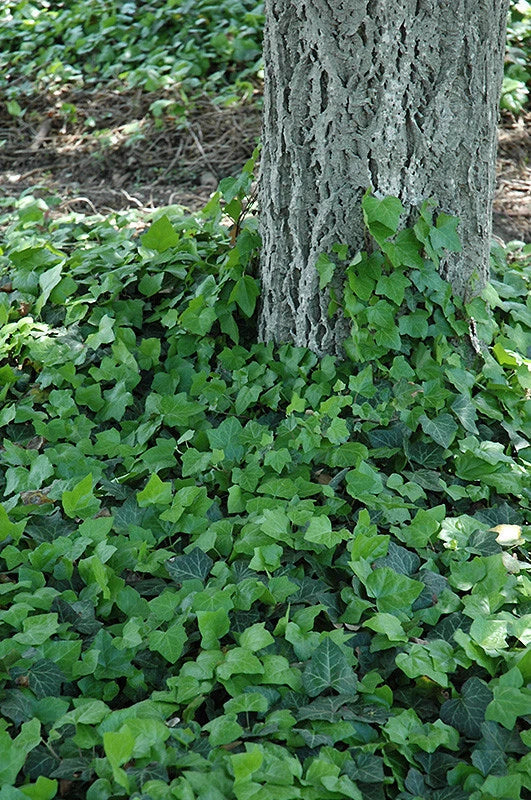Baltic Ivy Sub Zero Rooted Cuttings - Hardy Climbing Vine & Ground Cover (Hedera helix)