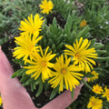 Yellow Ice Plant Live – 1 Pot Succulent Ground Cover Delosperma cooperi Vibrant Yellow Blooms