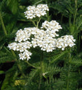 Yarrow Seeds - Achillea millefolium Perennial Herb for Gardening - Drought-Resistant, Pollinator Attracting, Well-Draining Soil