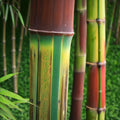 50 Bamboo Seeds Clumping Privacy Screen Harbin Inversa Phyllostachys aureosulcata var. harbinensis Garden Plant