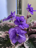African Violet Leaves - 2 Pack for Propagation - Optimara Friendship Saintpaulia ionantha Indoor Plant Cuttings