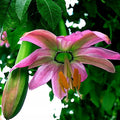 Banana Passionfruit Seeds, Passiflora Mollissima, Rare Fast-Growing Climbing Vine, Exotic Fruit & Flower Seeds, 20 Pack