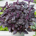 Dark Opal Purple Basil Seeds - Heirloom Non-GMO Ocimum basilicum 'Dark Opal' for Culinary & Garden Use