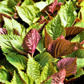 Vietnamese Perilla Seeds | Organic Shiso Herb Seeds | Perilla frutescens | Asian Mint & Thai Basil Alternative