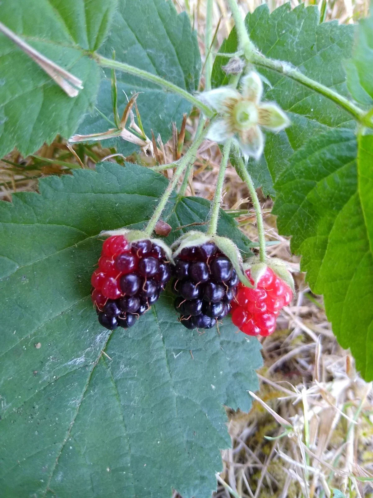 California Blackberry Plants x3 – Live Bare Root Organic Rubus ursinus Fruit Plants for Home Garden and Pollinator Attraction