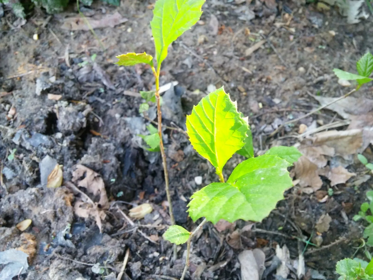 American Sycamore Seeds 1/2 lb Platanus occidentalis Buttonwood Tree for Landscaping, Large Yard, Shade