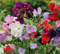 Dwarf Sweet Pea Seeds - BIJOU Royal Mix, Fragrant Wildflowers, Lathyrus odoratus, Heirloom, Container Garden, Pollinator Attractant