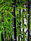 Live Black Bamboo Rhizomes - Phyllostachys Nigra - Two Plant Set for Landscaping