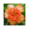 Orange Desert Rose Seeds - Adenium Obesum Perennial Flower Seeds for Gardening, 4 Pack, Drought-Tolerant, Easy to Grow