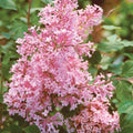 Coral Lilac Seeds - 25 Perennial Flower Seeds Syringa vulgaris Fragrant Blooms for Garden, Landscaping, US Seller