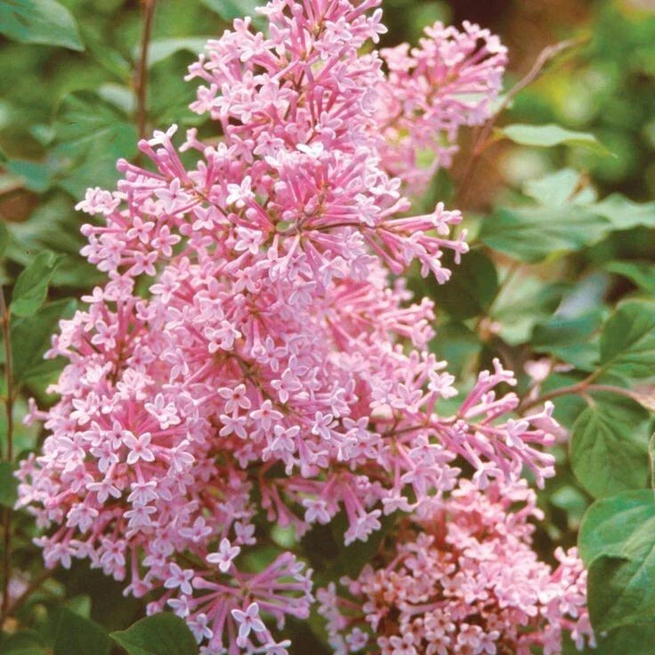 Coral Lilac Seeds - 25 Perennial Flower Seeds Syringa vulgaris Fragrant Blooms for Garden, Landscaping, US Seller