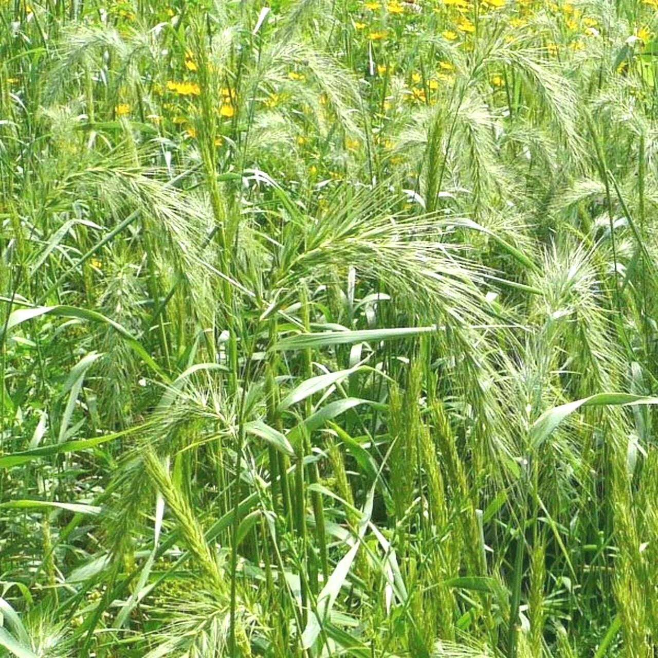 Virginia Eastern Wild Rye Grass Seeds - 500+ Native Prairie Bunchgrass for Restoration & Landscaping - Elymus virginicus