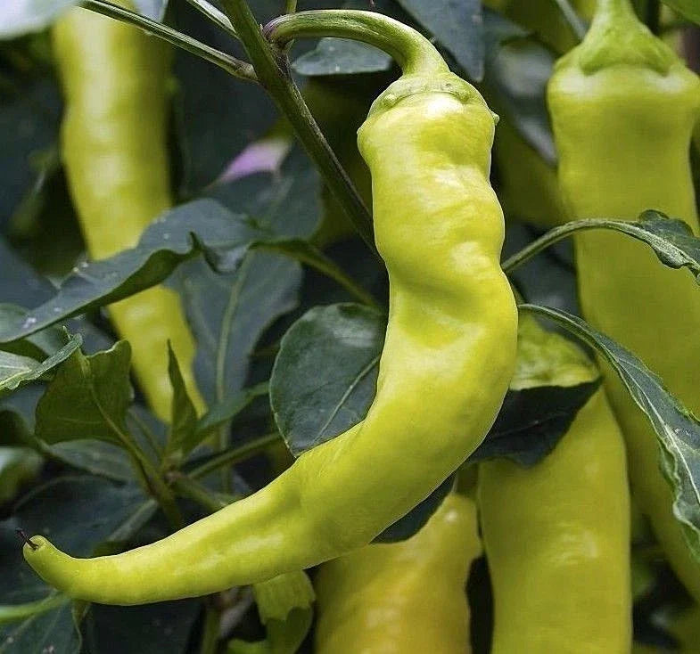 Sweet Banana Pepper Seeds - Non-GMO Greek Salad Variety Capsicum annuum, 70 Days to Harvest, Free Shipping