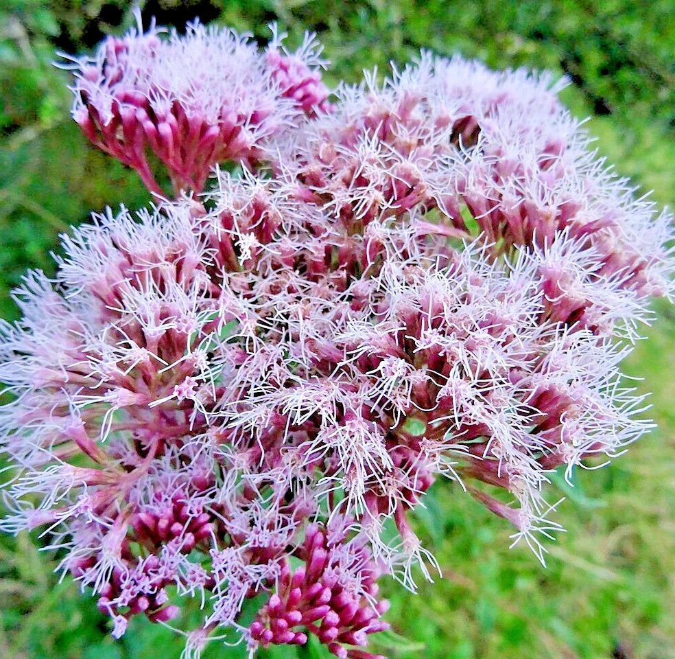 Holy Rope Seeds - Perennial Hemp Agrimony (Eupatorium cannabinum) - Wildflower Seeds for Gardens, Borders, Pollinator Attracting