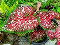 Caladium Bulbs 2 Pack - Carolyn Whorton Variety - Colorful Foliage - Caladium bicolor for Shaded Gardens