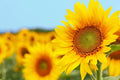 Grey Striped Mammoth Sunflower Seeds - Helianthus annuus - Large Vibrant Flowers for Garden & Cut Flowers