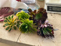 Aeonium Succulent Cuttings Set of 5 – 4” Wide Varieties for Propagation, Indoor & Outdoor Gardens, Rosette-Forming Aeonium spp.