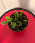 Thanksgiving Cactus Cuttings Potted Pink and Red | Schlumbergera truncata Rooted Plants for Indoor Garden