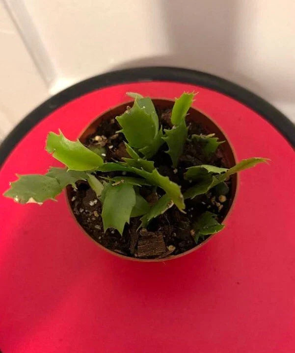 Thanksgiving Cactus Cuttings Potted Pink and Red | Schlumbergera truncata Rooted Plants for Indoor Garden