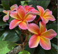 Large Rooted Plumeria Cutting - Kona Sunset Variety, 20 Inches, Fragrant Flowers, Plumeria rubra