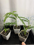Monstera Obliqua 'Peru' Small Live Plant, Rare Tropical Houseplant, Exotic Foliage, Indoor Plant, Easy Care