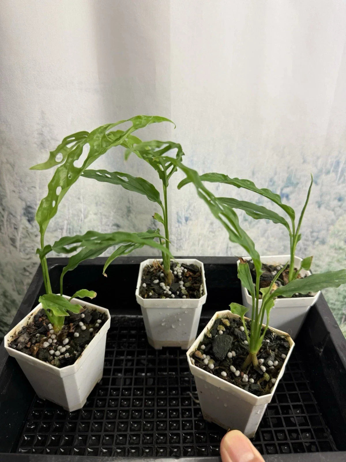 Monstera Obliqua 'Peru' Small Live Plant, Rare Tropical Houseplant, Exotic Foliage, Indoor Plant, Easy Care