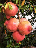 Pomegranate Tree Cuttings - 3 Fresh Propagation Cuttings - Sweet Variety - Punica granatum