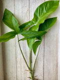 10 Rooted Arrowhead Vines - Syngonium podophyllum Bare Root Cuttings Pack