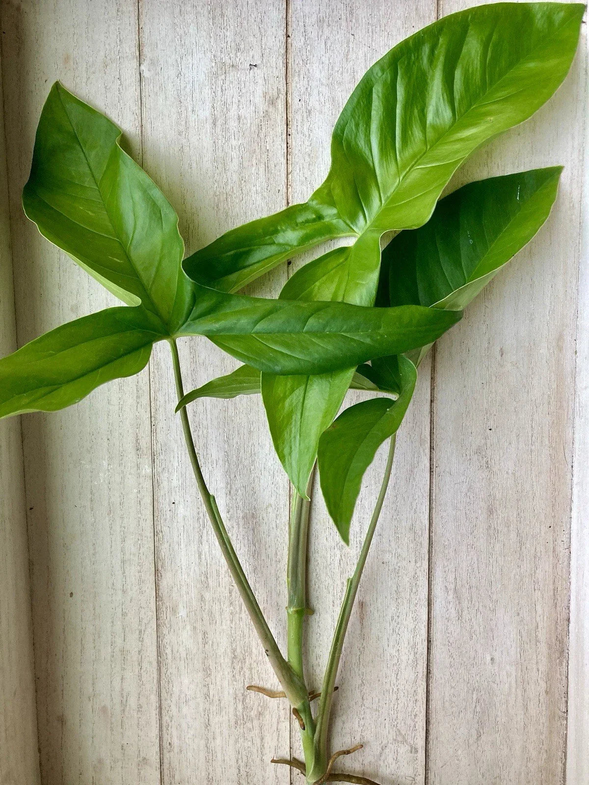 10 Rooted Arrowhead Vines - Syngonium podophyllum Bare Root Cuttings Pack