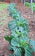 Collard Green Seeds 500 Count Heirloom Champion Brassica oleracea Non-GMO Greens for Organic Gardening