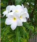 Plumeria Cutting 10" Snow Bridal Bouquet Arrow Frangipani - Tropical Flowering Plant