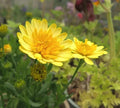 Cape Daisy Seeds - 50+ Yellow Osteospermum ecklonis Garden Planting Seeds for Borders & Containers