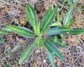 Variegated Agave Lophantha 'Splendida' 12-14" Indoor Outdoor Plant with Center Stripe Leaves