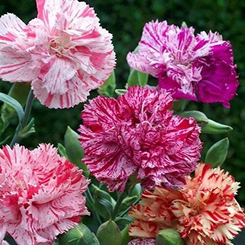 Double Picotee Mix Carnation Seeds | Non-GMO Dianthus caryophyllus | 1251