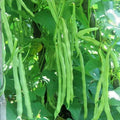 Kentucky Wonder Pole Bean Seeds – Heirloom Phaseolus vulgaris, Climbing Green Beans for Vegetable Garden, 50+ Seeds
