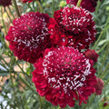 Scabiosa Seeds 40 Count Raspberry Red Pincushion Flower, Scabiosa atropurpurea for Garden, Pollinator Attracting, Perennial