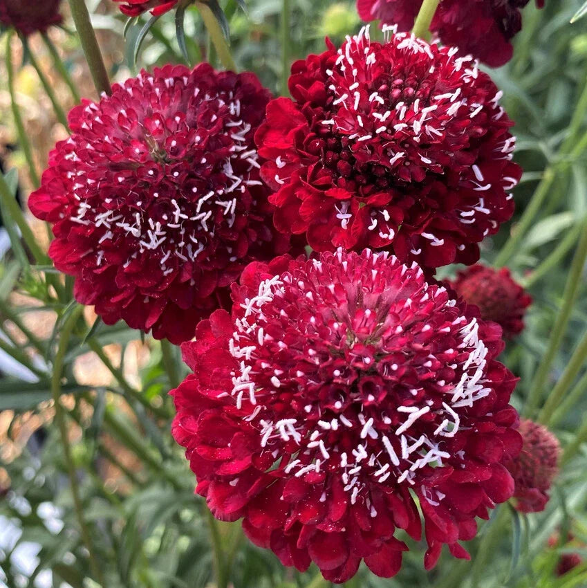 Scabiosa Seeds 40 Count Raspberry Red Pincushion Flower, Scabiosa atropurpurea for Garden, Pollinator Attracting, Perennial