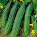 Straight Eight Cucumber Seeds | AAS Winner, Slicing Cucumbers, Cucumis sativus, High Yield, Disease Resistant, Vegetable Seeds