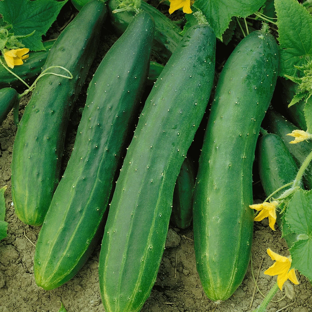 Straight Eight Cucumber Seeds | AAS Winner, Slicing Cucumbers, Cucumis sativus, High Yield, Disease Resistant, Vegetable Seeds
