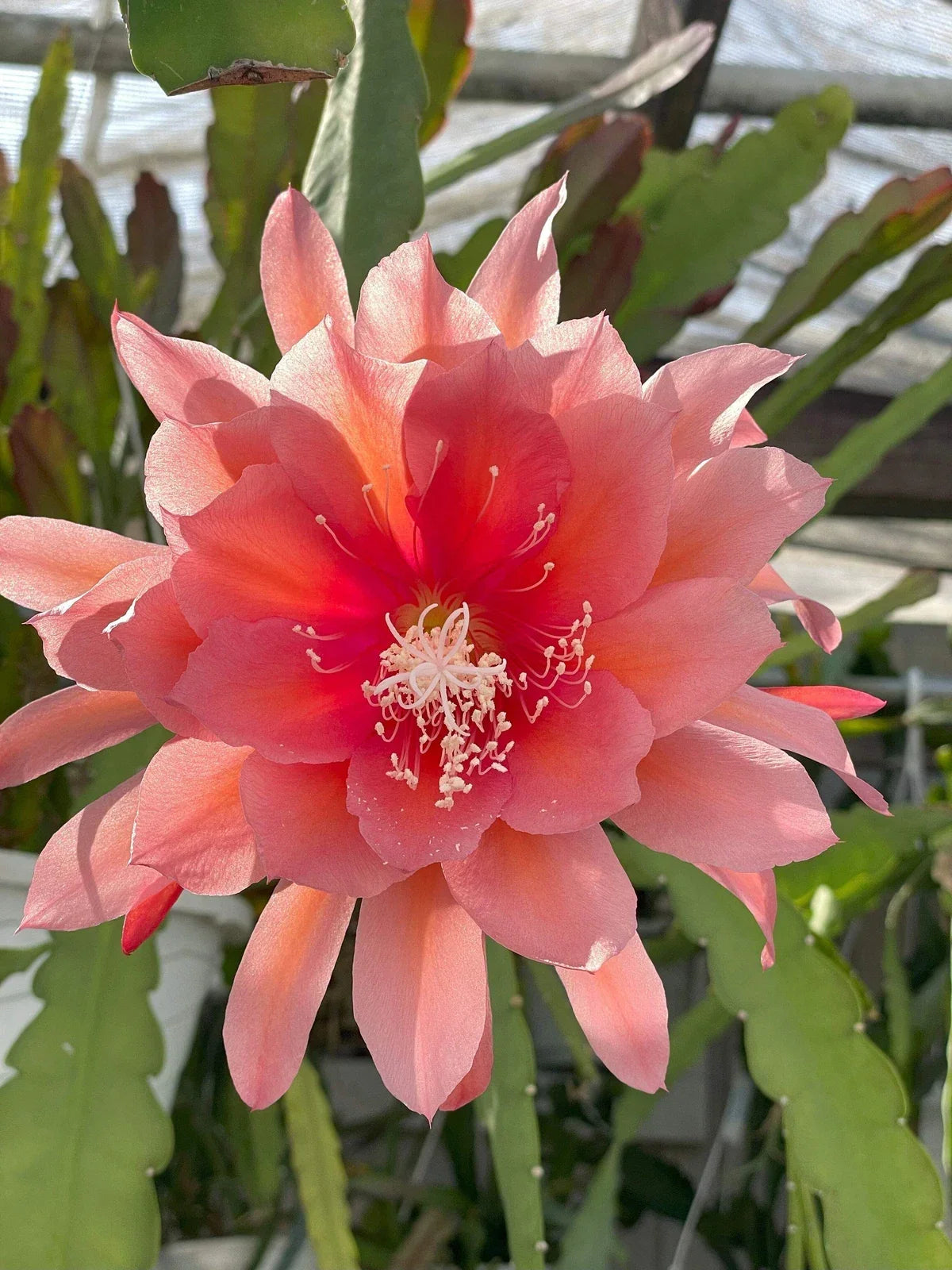 Epiphyllum 'Southern Charm' Fully-Rooted Succulent Plant in Pot | Tropical Cactus for Indoor Gardening