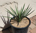 Yucca Plant - Live Rooted Spanish Bayonet (Yucca Aloifolia) for Houston Gardens