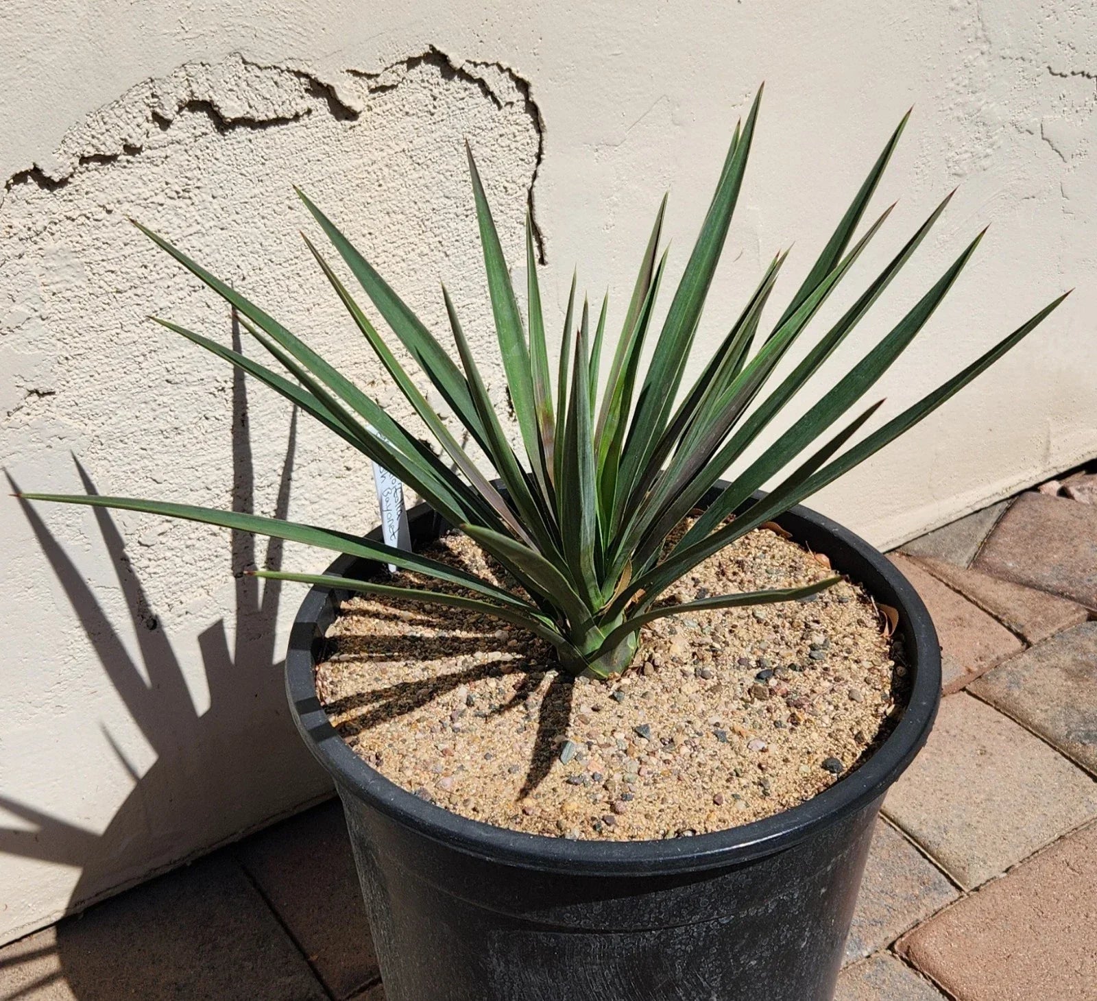 Yucca Plant - Live Rooted Spanish Bayonet (Yucca Aloifolia) for Houston Gardens