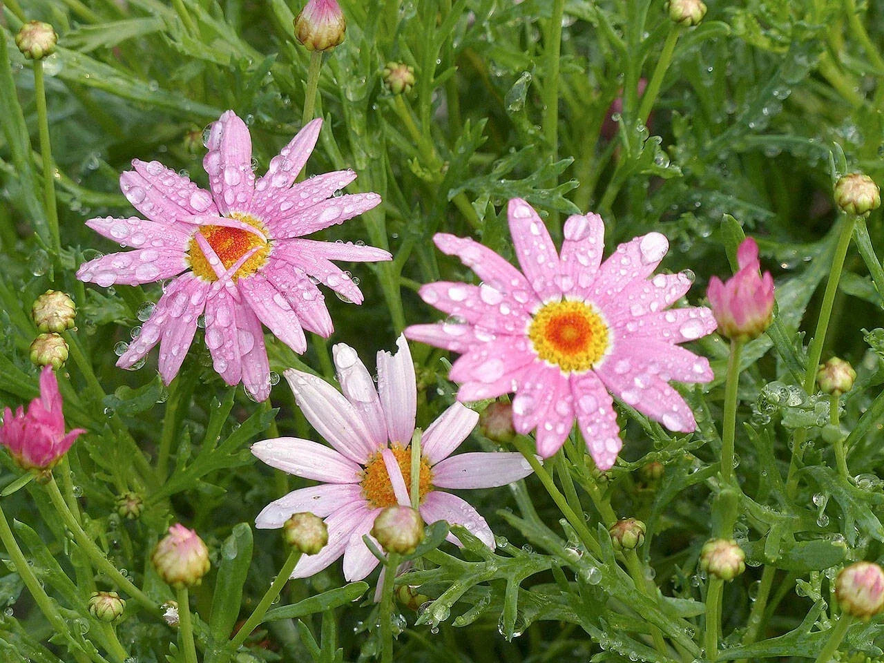 Pink Marguerite Daisy Seeds - 200+ Count, Argyranthemum frutescens, Perennial Garden Planting, Butterfly Attracting, Non-GMO