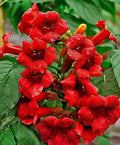 Hummingbird Trumpet Vine Seeds - Dark Red Campsis radicans Climbing Plant for Attracting Hummingbirds, Butterflies, 20 Seeds