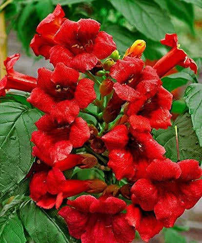 Hummingbird Trumpet Vine Seeds - Dark Red Campsis radicans Climbing Plant for Attracting Hummingbirds, Butterflies, 20 Seeds
