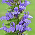 Giant Lobelia Seeds Mixed White & Blue, Lobelia Silphilitica, Hardy Perennial Flower Garden Seeds