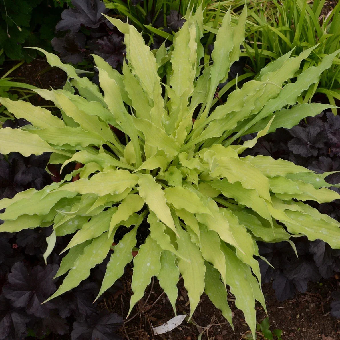Hosta Wiggles and Squiggles - Perennial Shade Plant in 5.25" Pot